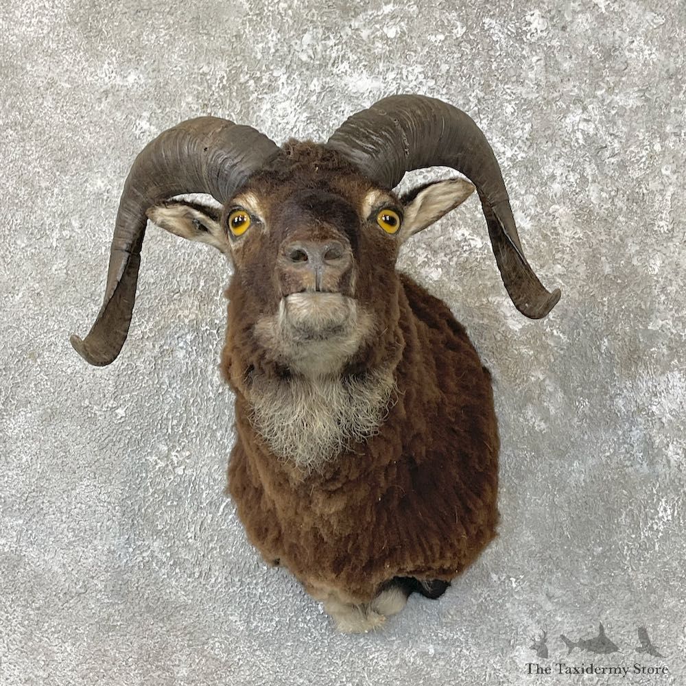 Corsican Ram Shoulder Mount For Sale #26727 @ The Taxidermy Store