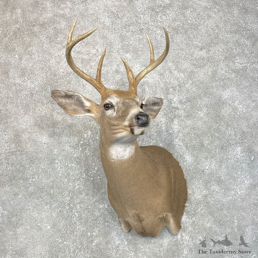 Whitetail Deer Shoulder Mount #24218 For Sale - The Taxidermy Store