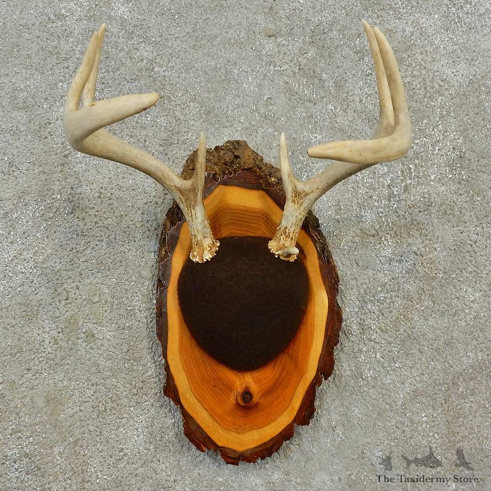 Whitetail Deer Antler Plaque Mount For Sale #16592 @ The Taxidermy Store