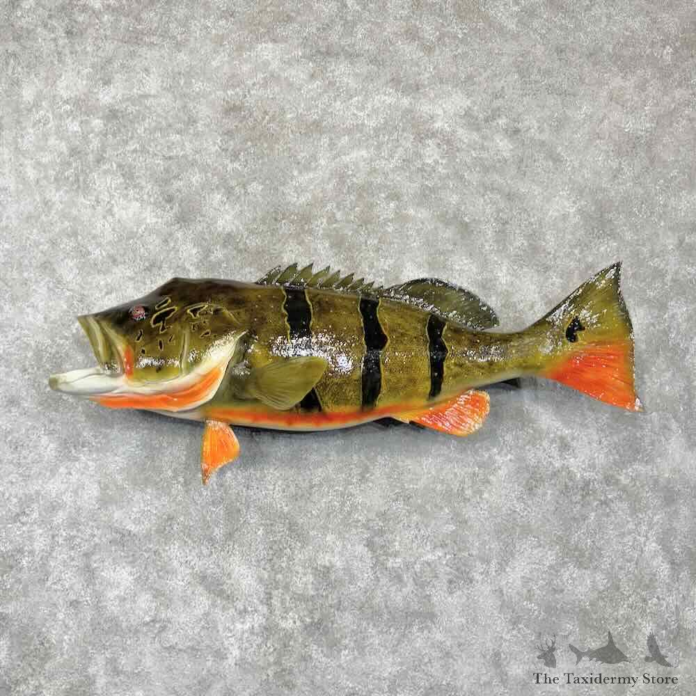 Peacock Bass Fish Mount For Sale #30378 @ The Taxidermy Store