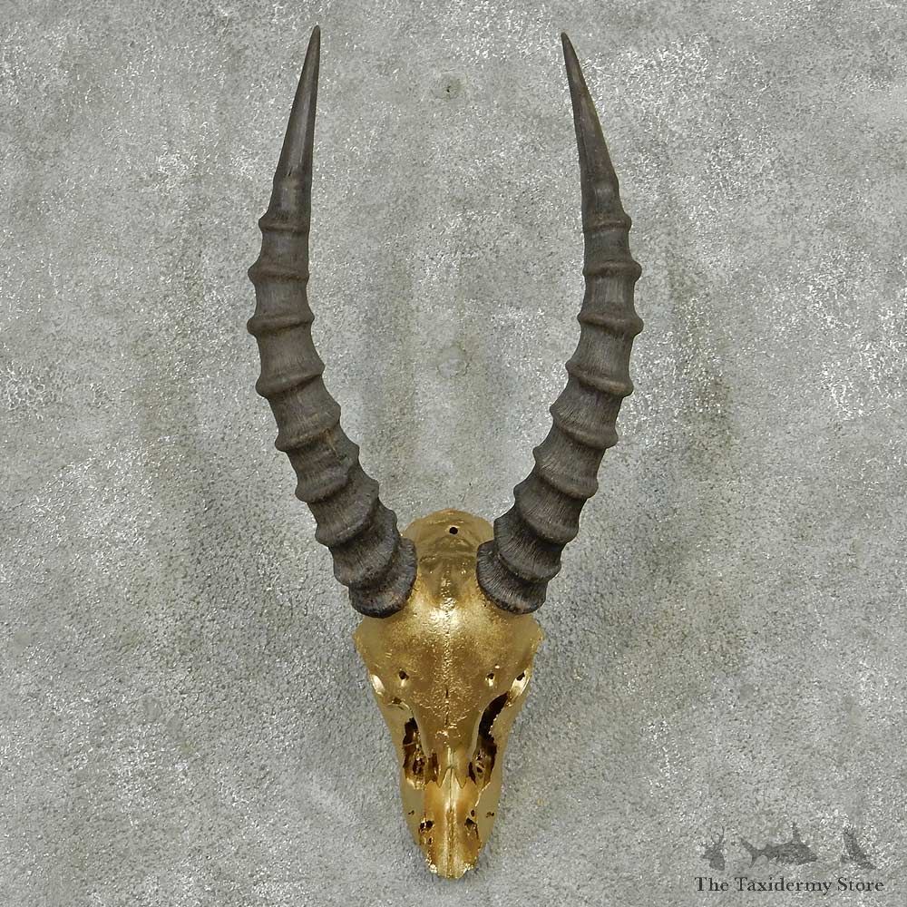 Tsessebe Painted Skull Horns European Mount #13824 For Sale @ The Taxidermy Store