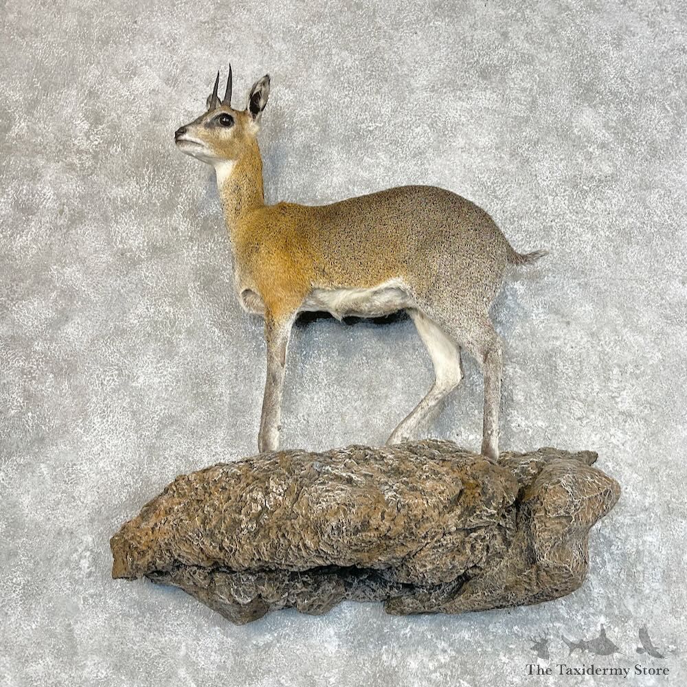 African Klipspringer Life-Size Mount For Sale #28890 @ The Taxidermy Store