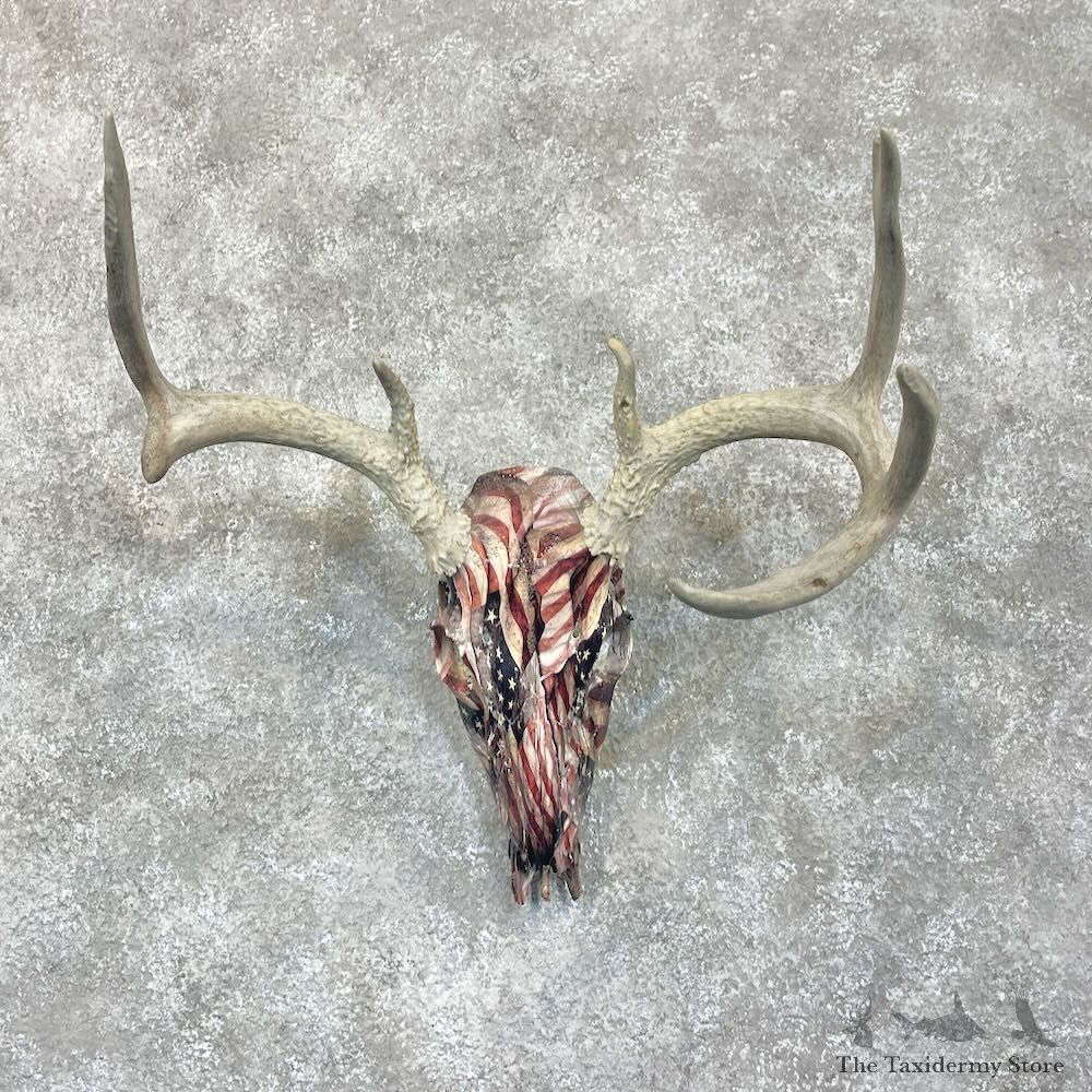 Whitetail Deer Skull Dipped Mount For Sale #28063 @ The Taxidermy Store
