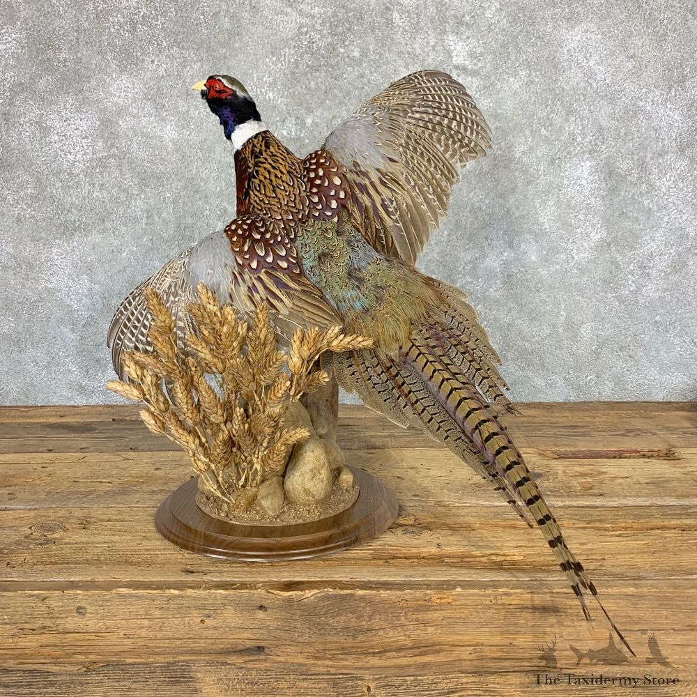Ringneck Pheasant Bird Mount For Sale #22996 @ The Taxidermy Store