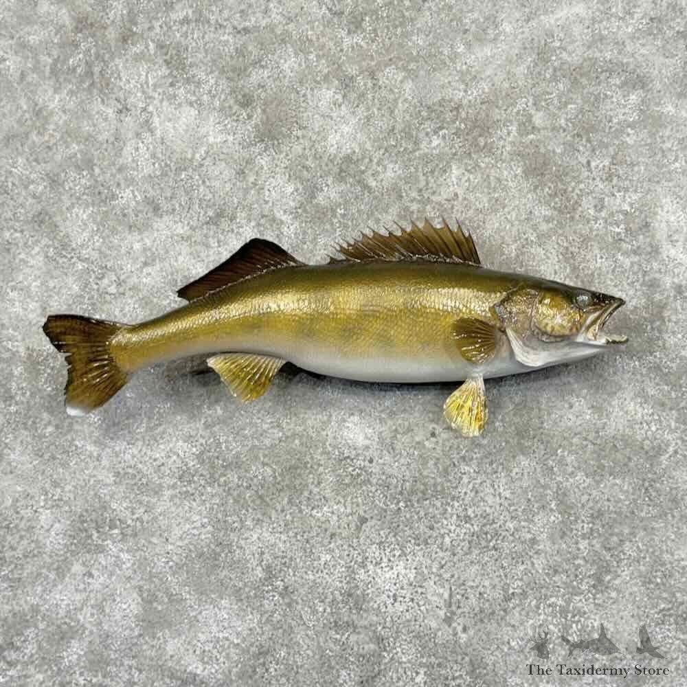 Walleye Fish Mount For Sale #32092 @ The Taxidermy Store