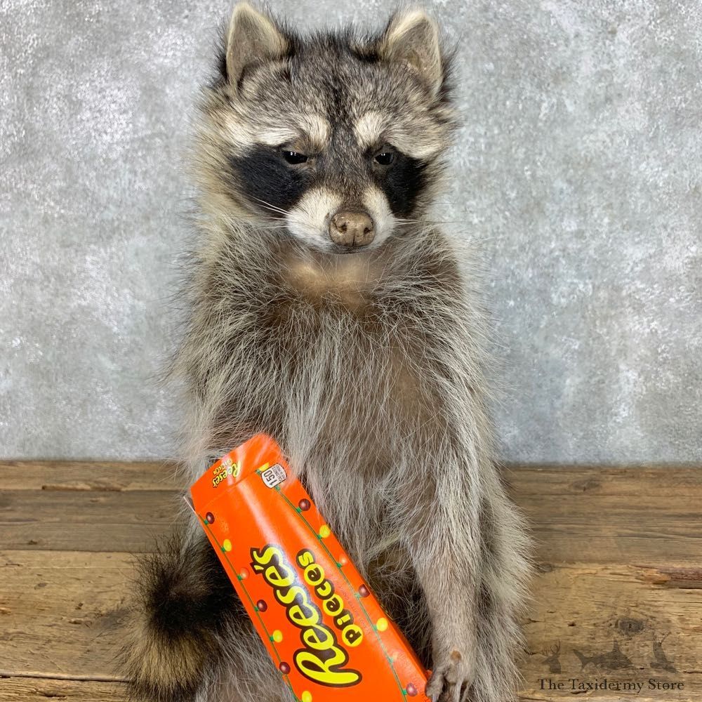Candy Raccoon Mount For Sale #23424 @ The Taxidermy Store