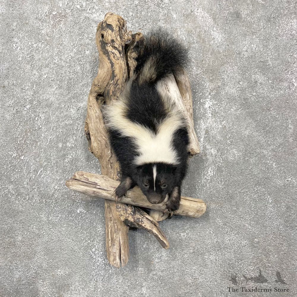 Skunk Half Life-Size Taxidermy Mount #24469 For Sale @ The Taxidermy Store