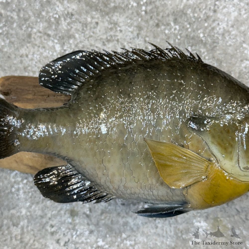 Bluegill Fish Mount For Sale #29815 @ The Taxidermy Store