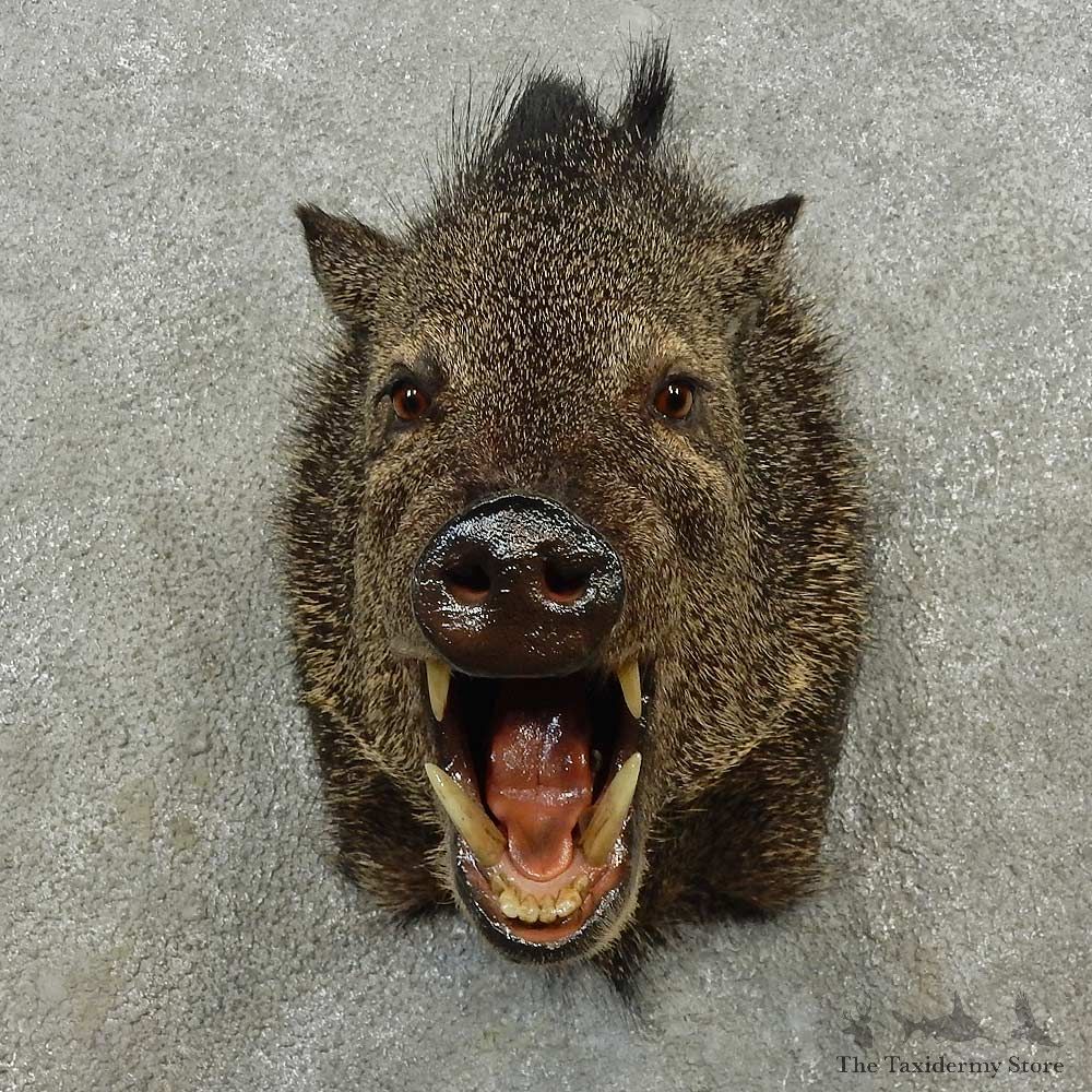 Collared Peccary Shoulder Mount For Sale #16710 @ The Taxidermy Store