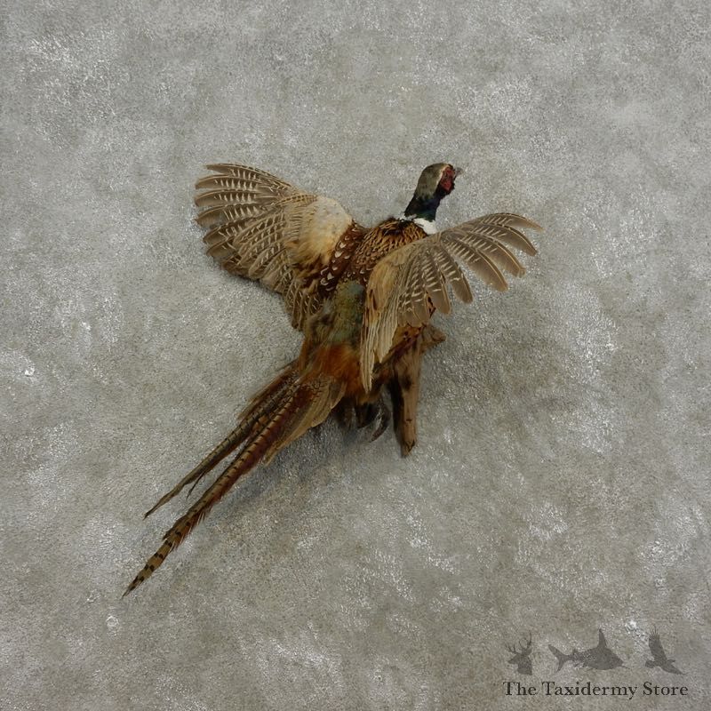 Ringneck Pheasant Bird Mount For Sale #17316 @ The Taxidermy Store