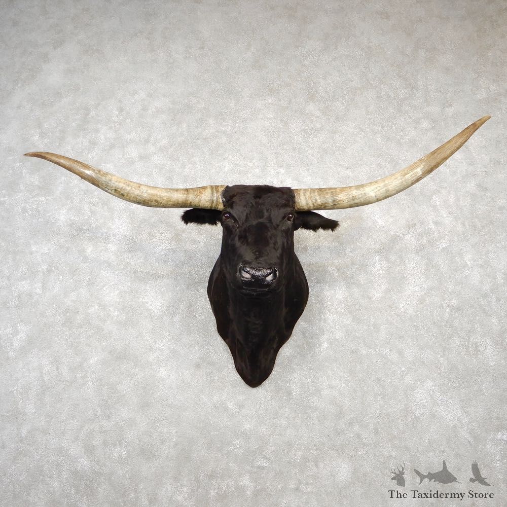 Texas Longhorn Shoulder Mount For Sale #18781 @ The Taxidermy Store