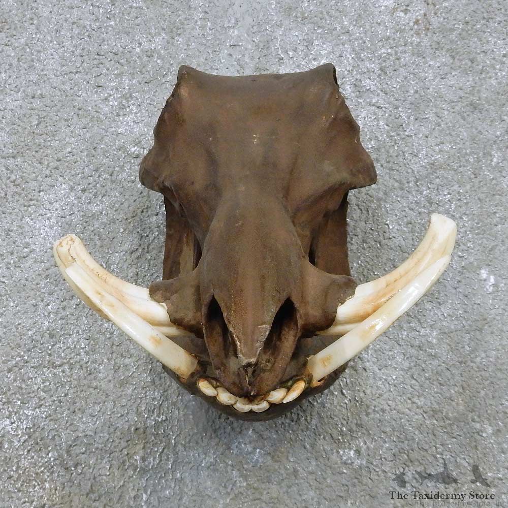 Wild Boar Skull & Tusk Mount For Sale #15165 @ The Taxidermy Store
