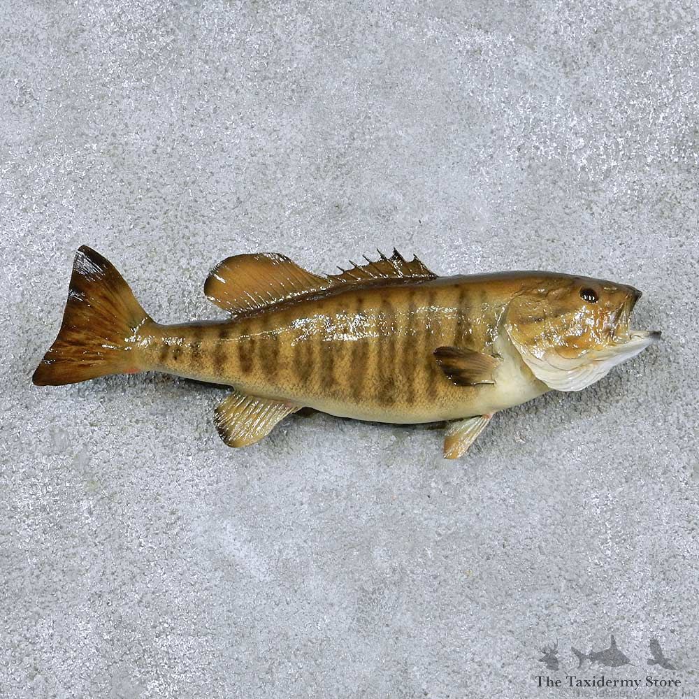 Smallmouth Bass Taxidermy Fish Mount #13873 For Sale @ The Taxidermy Store