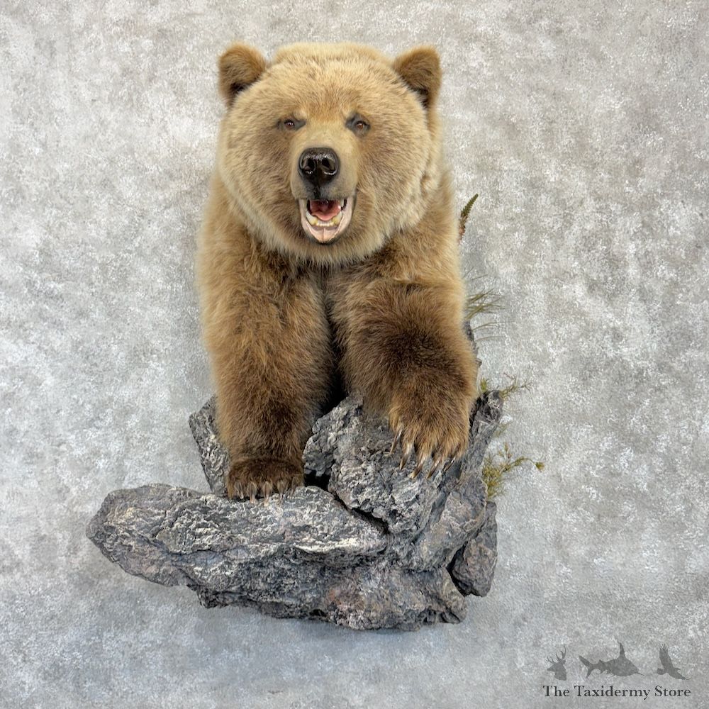 Grizzly Bear 1/2 Life Size Mount For Sale #29984 @ The Taxidermy Store