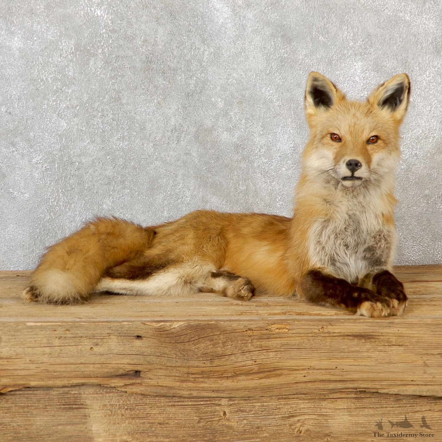 Red Fox Life-Size Mount For Sale #19280 @ The Taxidermy Store