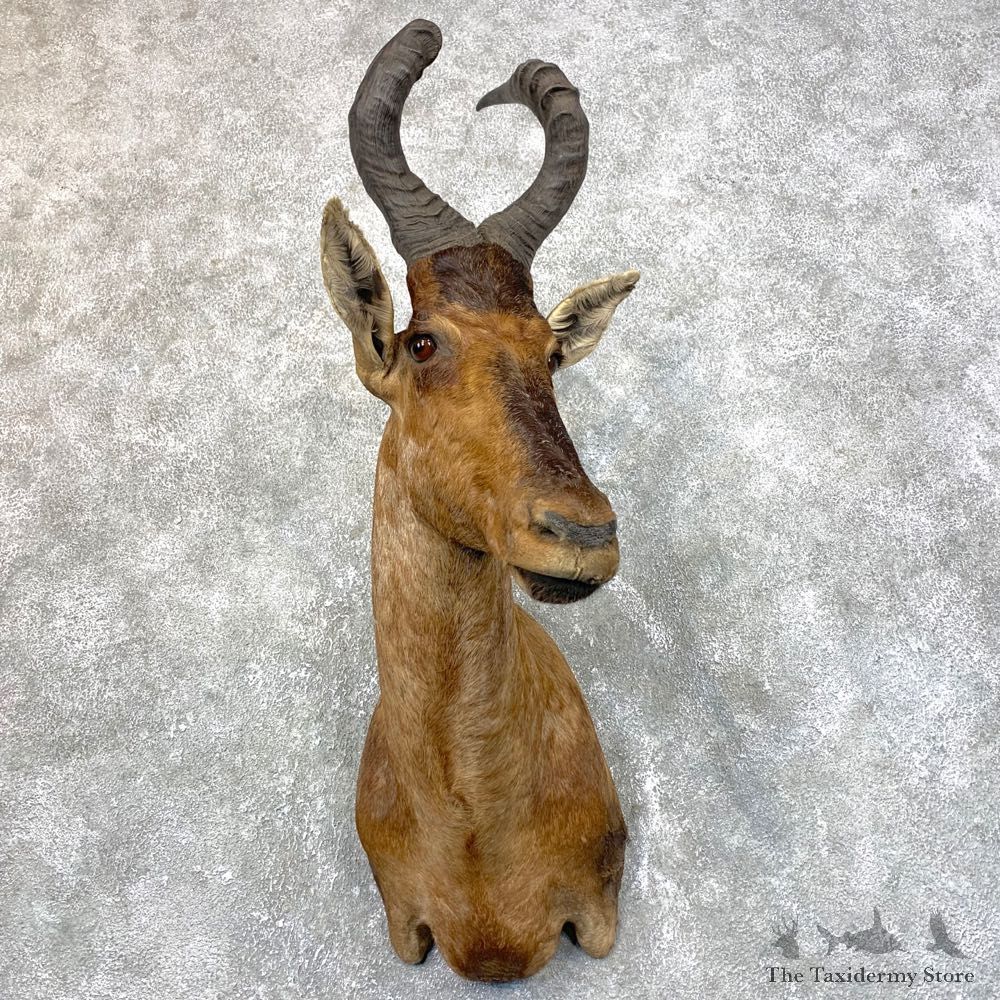 Red Cape Hartebeest Shoulder Mount For Sale #23951 @ The Taxidermy Store