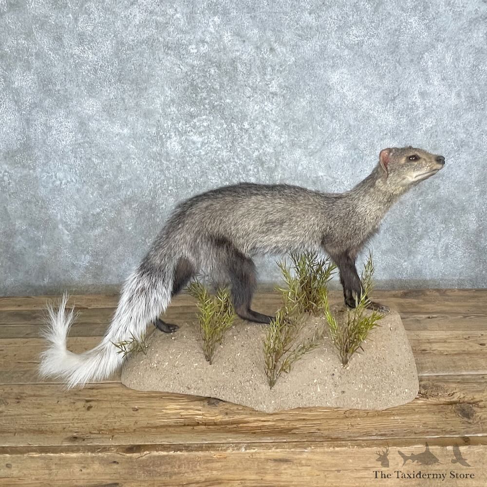 White-tailed Mongoose Life-Size Mount For Sale #27376 @ The Taxidermy Store