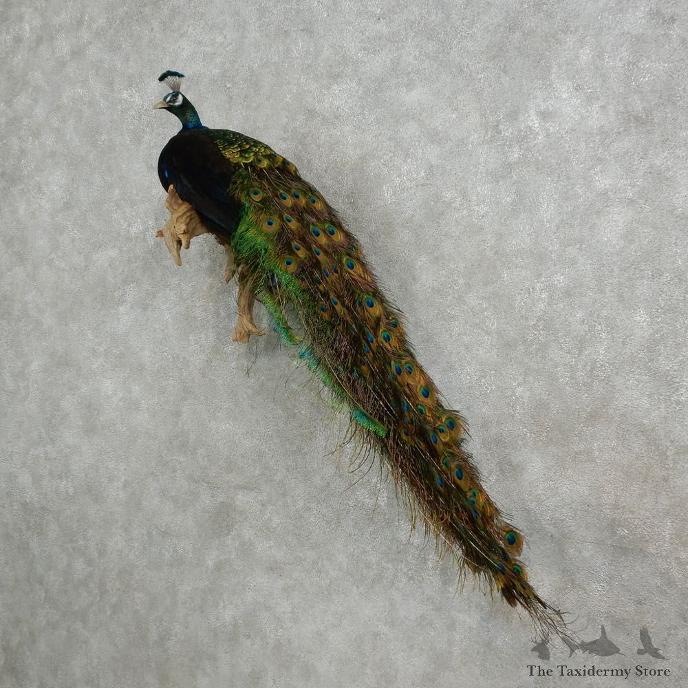 Indian Peacock Bird Mount For Sale #17019 @ The Taxidermy Store