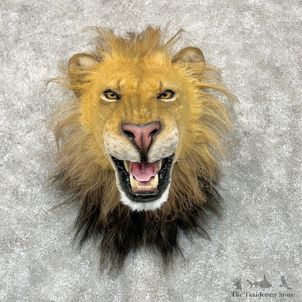 Reproduction African Lion Shoulder Mount For Sale #29716 @ The Taxidermy Store