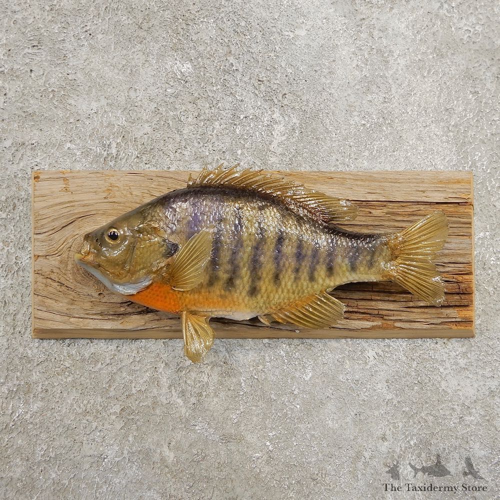 Bluegill Taxidermy Fish Mount #20959 For Sale @ The Taxidermy Store