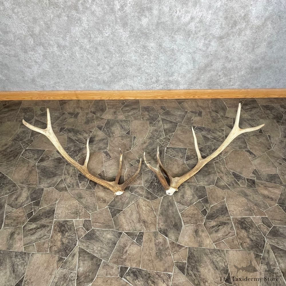 Elk Antler Craft Pack For Sale #25094 @ The Taxidermy Store