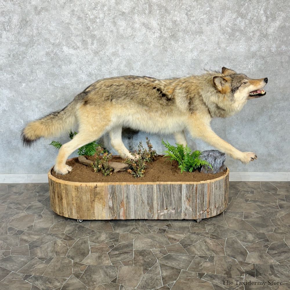 Alaskan Grey Wolf Life-Size Mount For Sale #29622 @ The Taxidermy Store