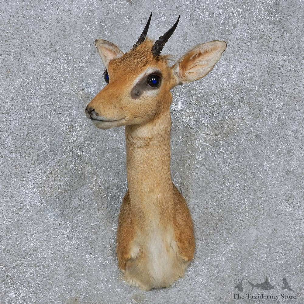 African Dik Dik Shoulder Mount For Sale #14574 @ The Taxidermy Store