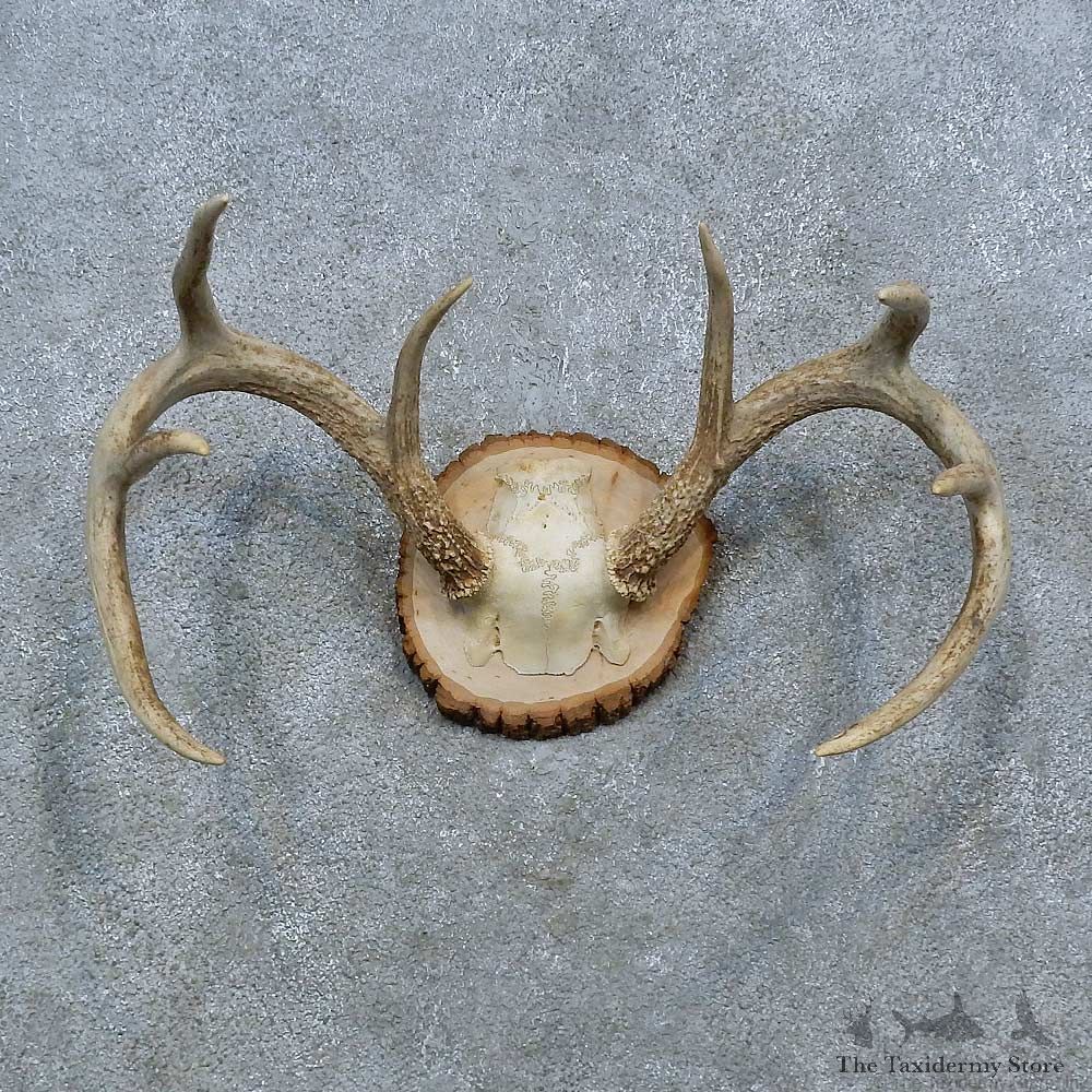 Whitetail Deer Antler Plaque Mount For Sale #15380 @ The Taxidermy StoreWhitetail Deer Antler Plaque Mount For Sale #15380 @ The Taxidermy Store