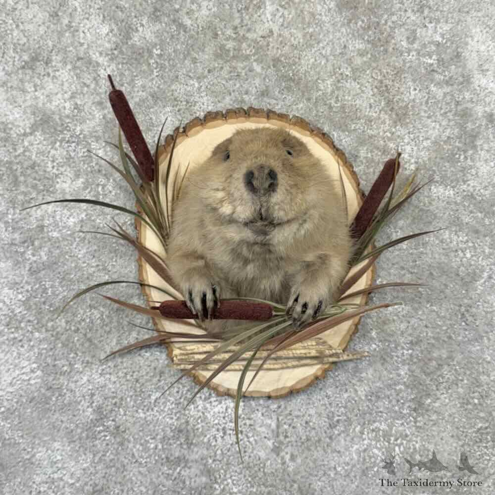North American Beaver Half Life Size Mount For Sale #32211 @ The Taxidermy Store