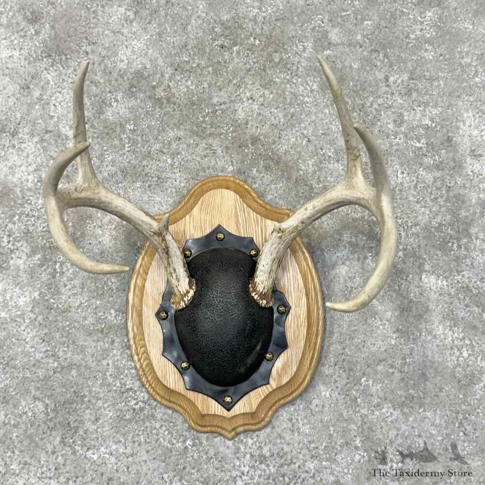 Whitetail Deer Antler Plaque Mount For Sale #30506 @ The Taxidermy Store