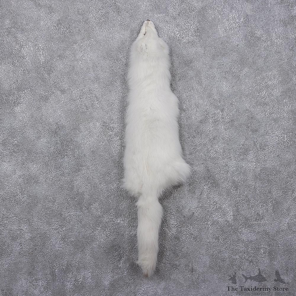 Arctic Fox Taxidermy Hide - Skin - Fur #12409 For Sale @ The Taxidermy Store