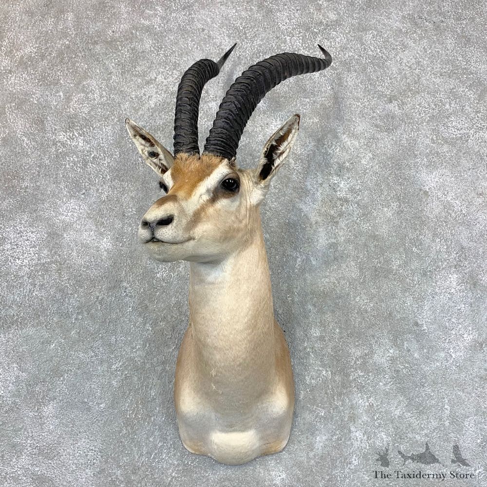 Southern Grant’s Gazelle Shoulder Mount #23525 For Sale @ The Taxidermy Store