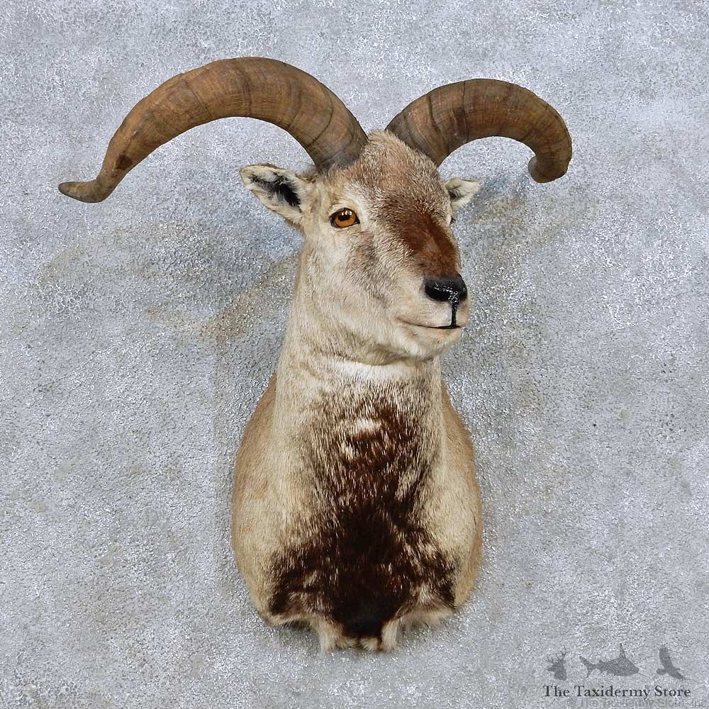 Himalayan Bharal Sheep Shoulder Mount For Sale #14063 @ The Taxidermy Store
