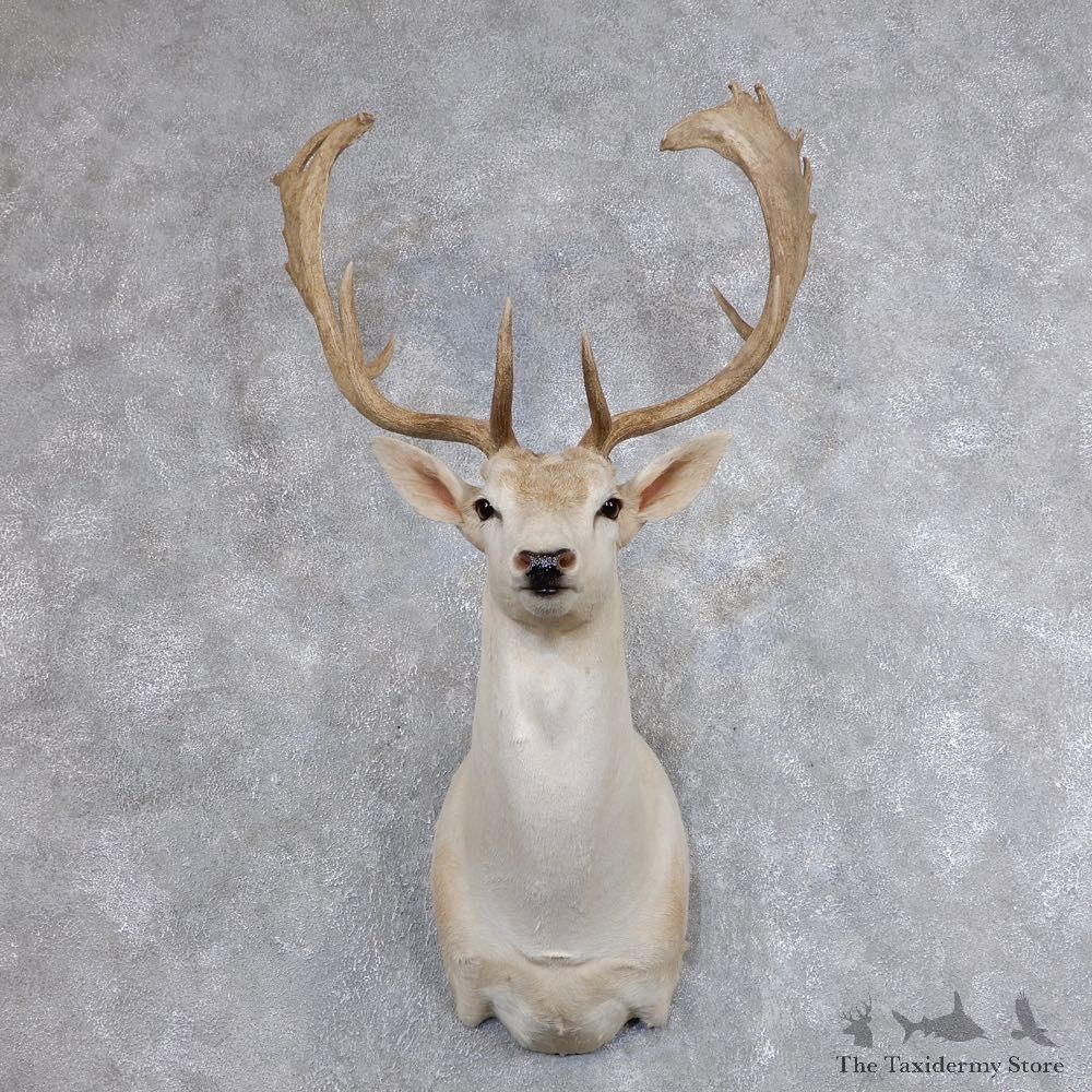 Fallow Deer Shoulder Mount For Sale #18639 @ The Taxidermy Store