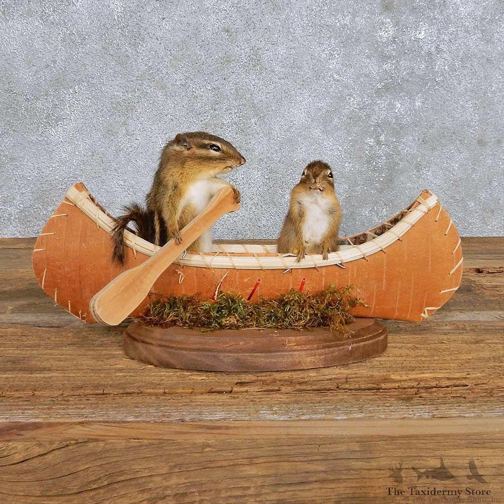 Novelty Canoe Chipmunk Mount For Sale #14190 @ The Taxidermy Store