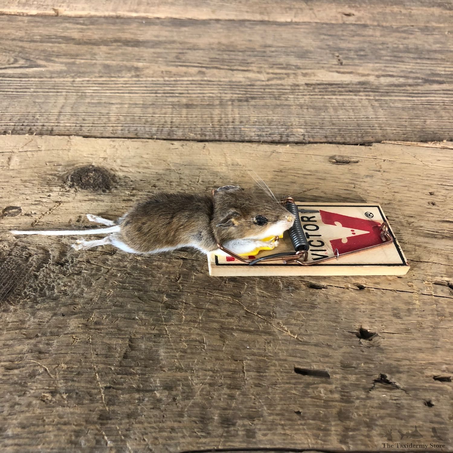 Mouse Trap Novelty Mount For Sale #19898 @ The Taxidermy Store