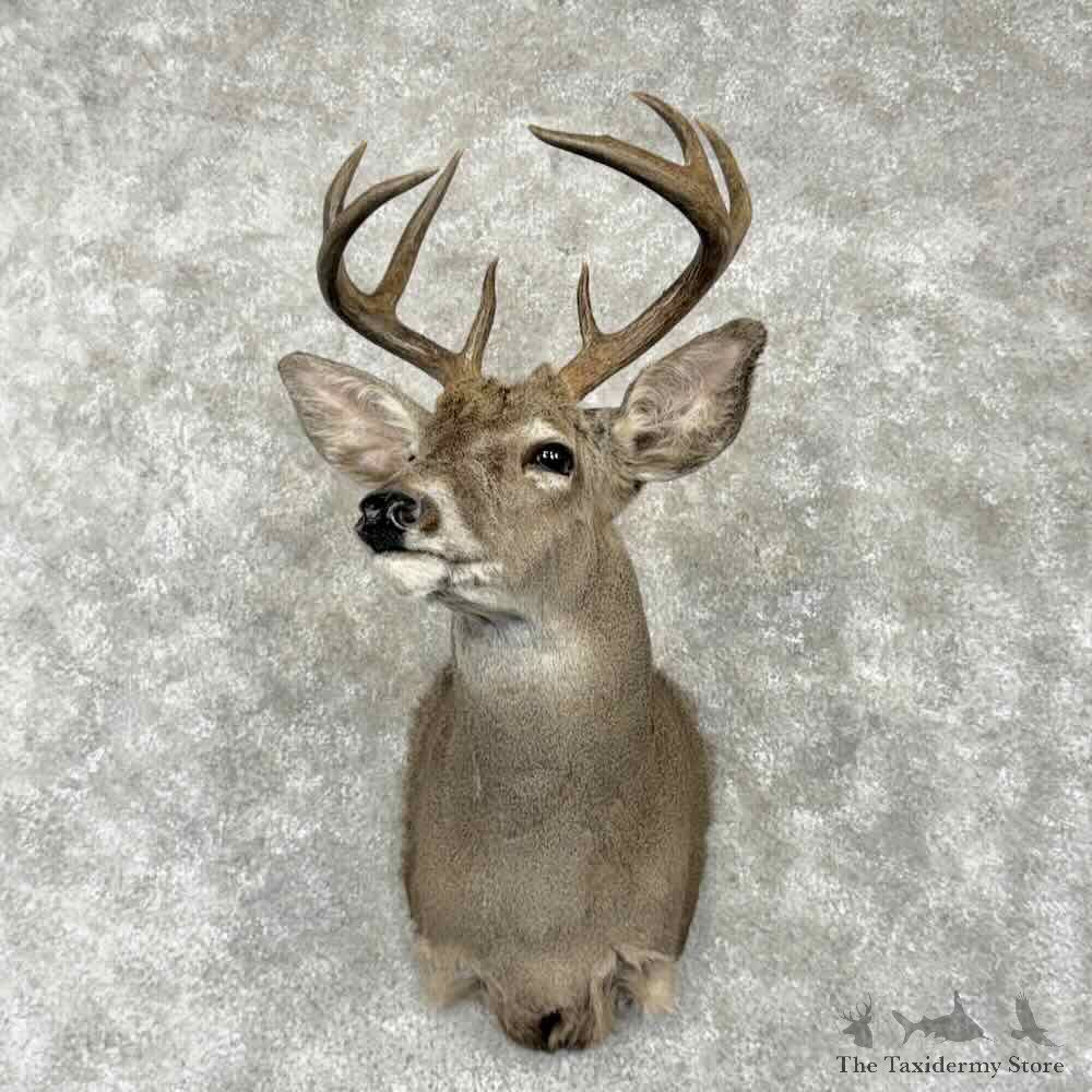 Coues Deer Shoulder Mount For Sale #31780 @ The Taxidermy Store