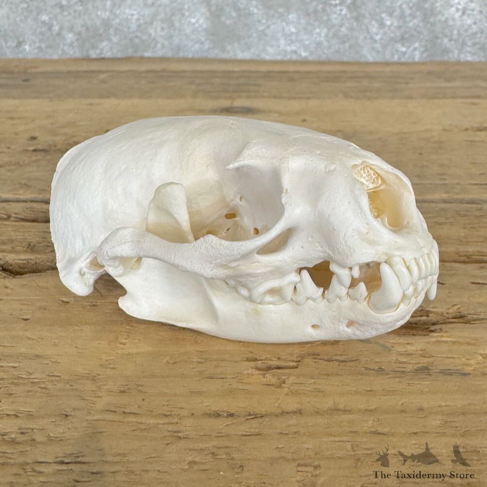 American Badger Full Skull Mount For Sale #29090 @ The Taxidermy Store