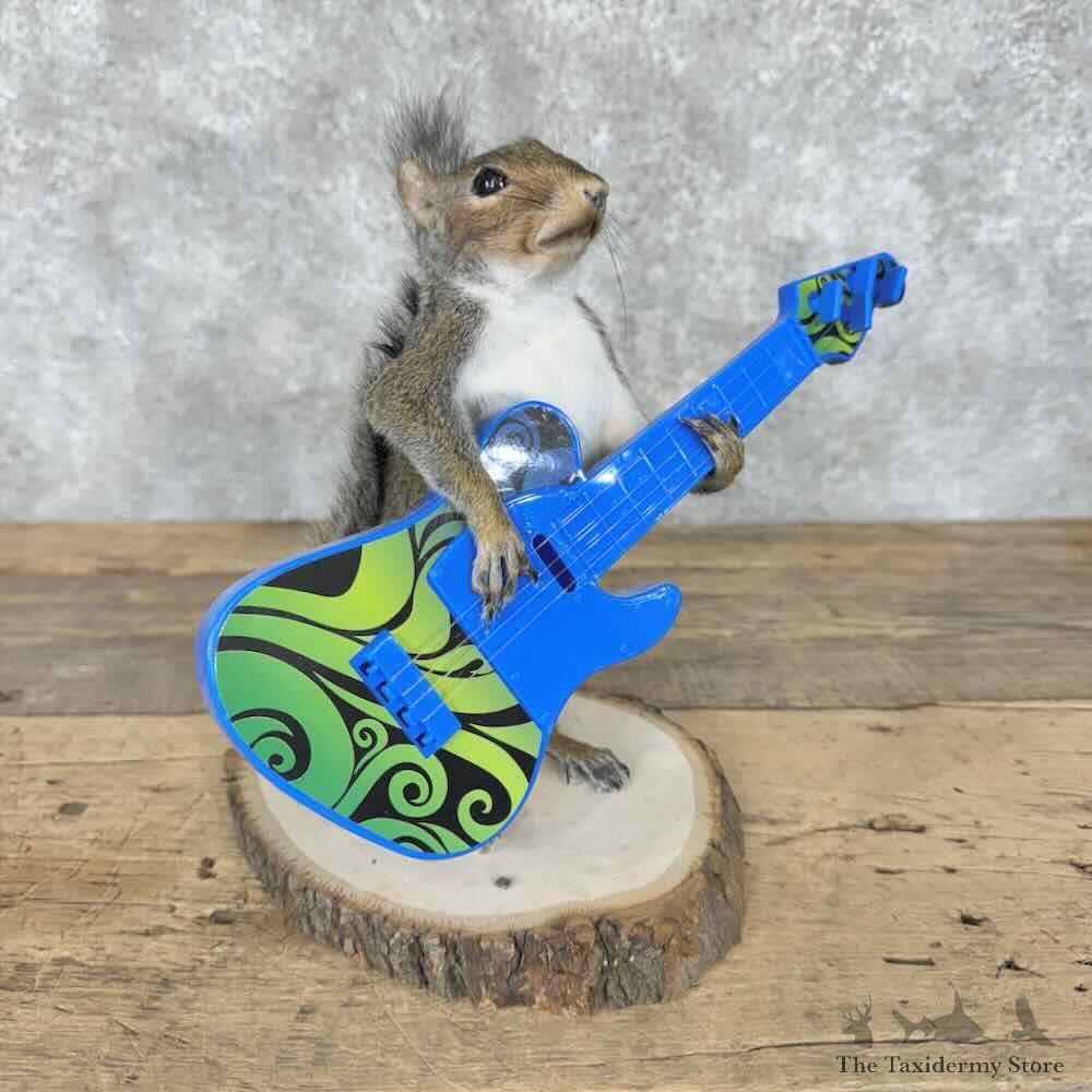 Grey Squirrel Novelty Mount For Sale #30600 @ The Taxidermy Store