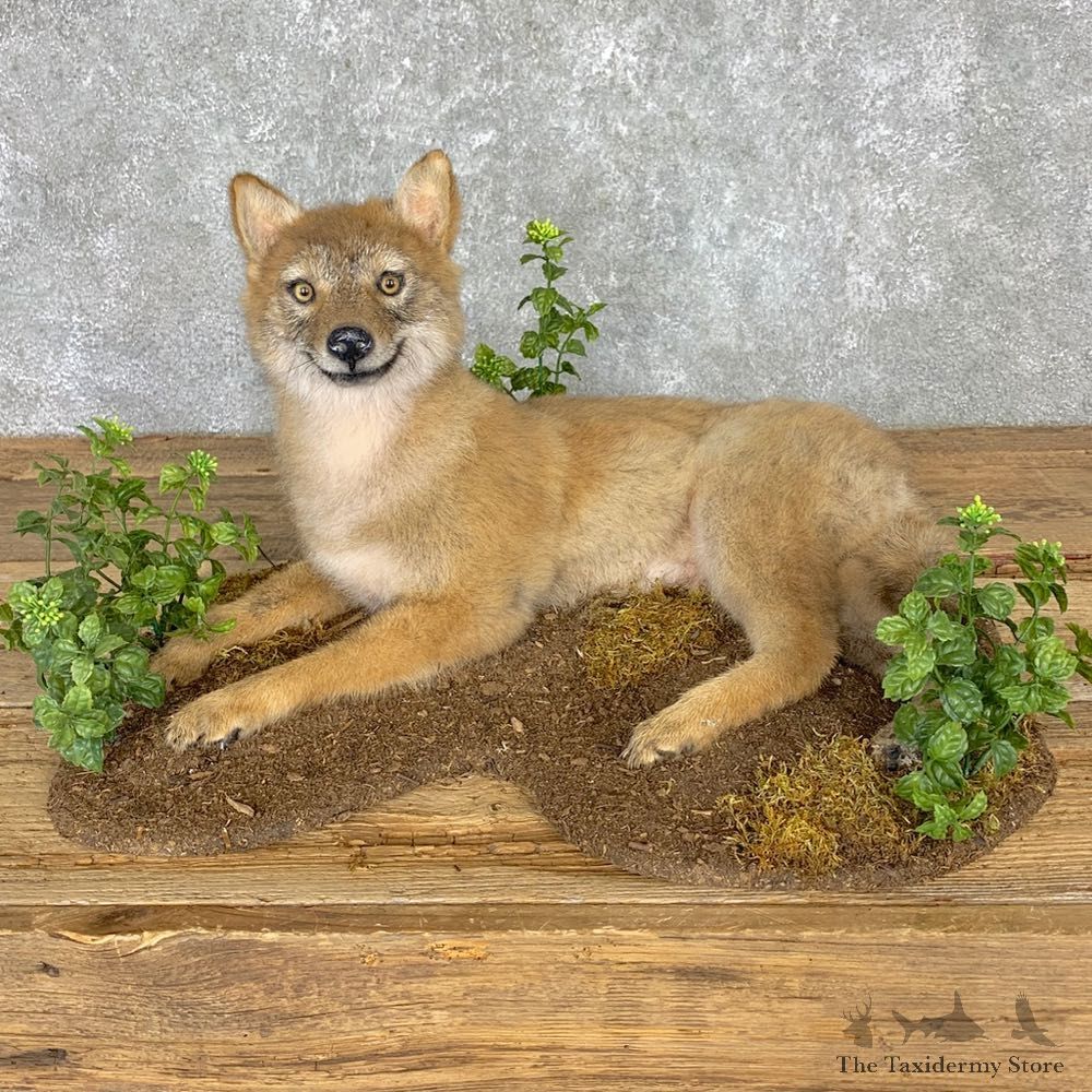Coyote Pup Life-Size Mount For Sale #21757 @ The Taxidermy Store