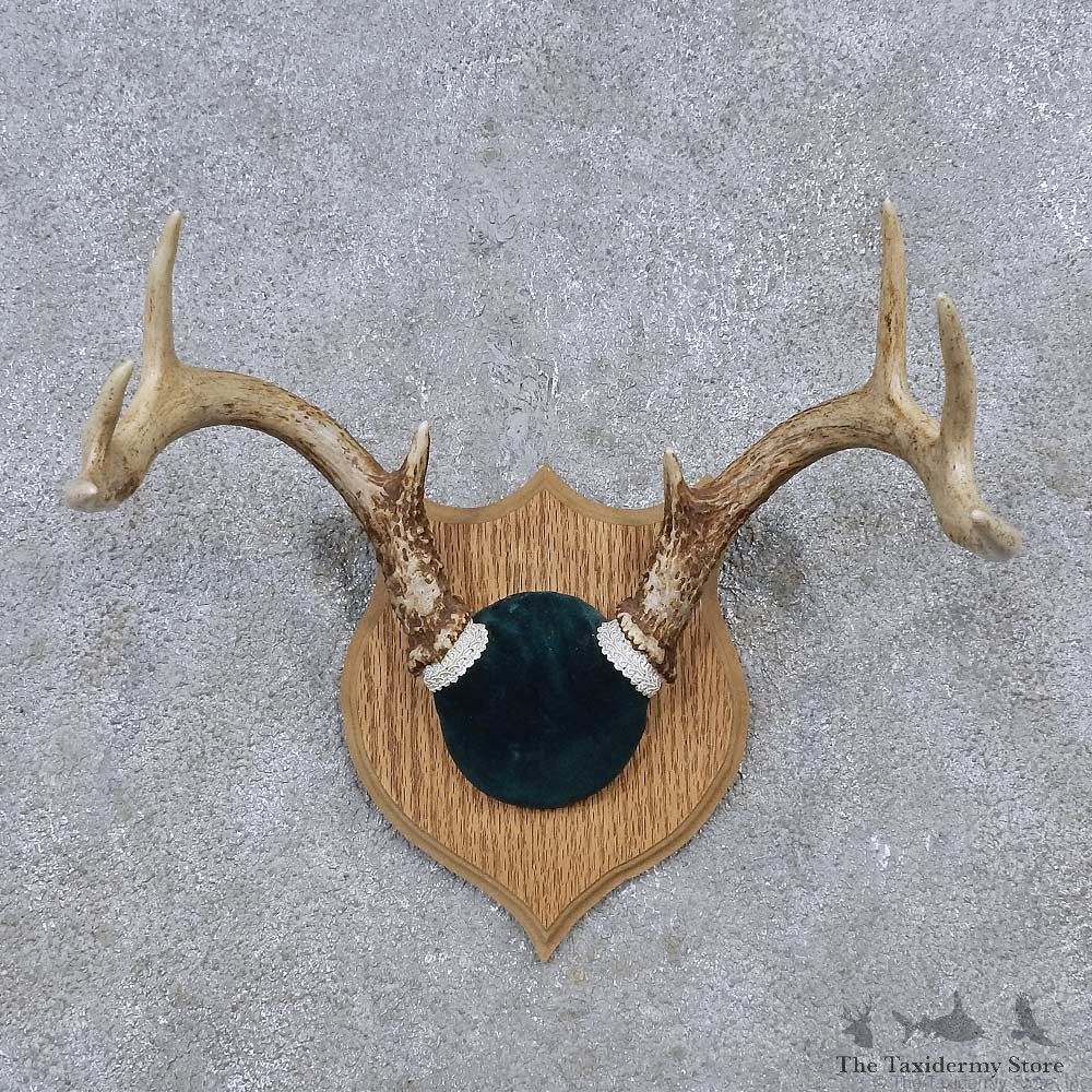 Whitetail Deer Antler Plaque Mount For Sale #15657 @ The Taxidermy Store