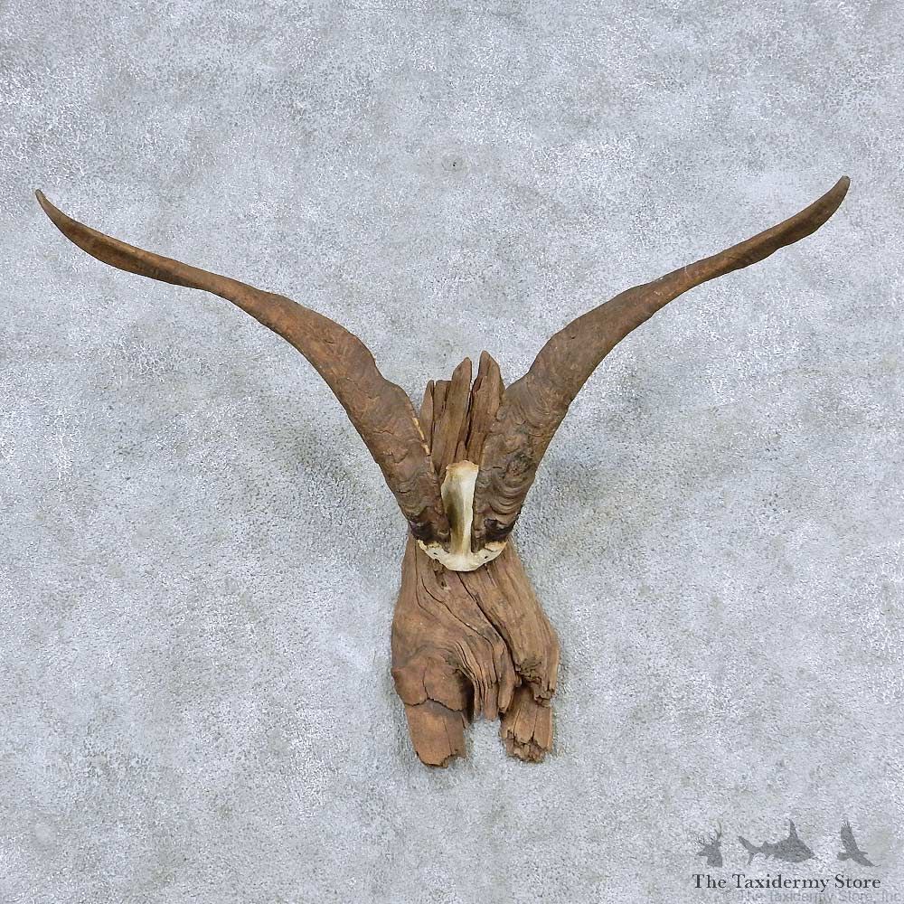 Catalina Goat Horn Taxidermy Mount For Sale #13927 For Sale @ The Taxidermy Store