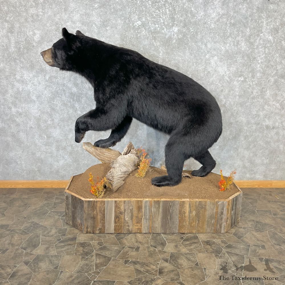 Black Bear Life-Size Mount For Sale #26742 @ The Taxidermy Store
