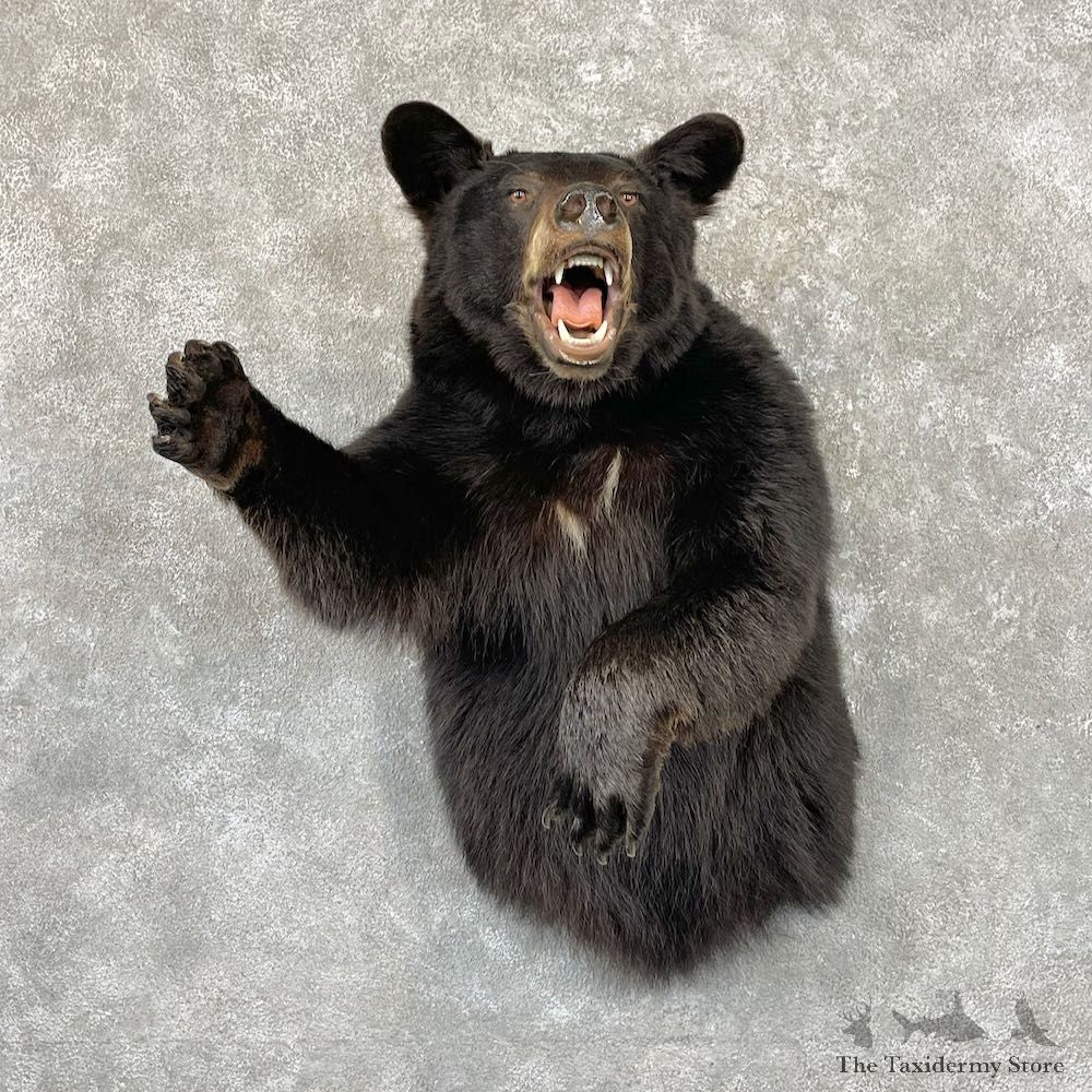 Black Bear 1/2-Life-Size Mount For Sale #26724 @ The Taxidermy Store
