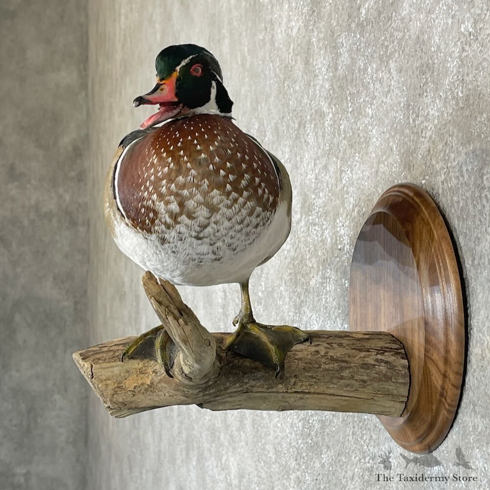Wood Duck Bird Mount For Sale #28122 @ The Taxidermy Store