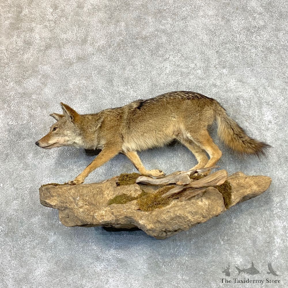 Coyote Life Size Taxidermy Mount #22555 For Sale @ The Taxidermy Store