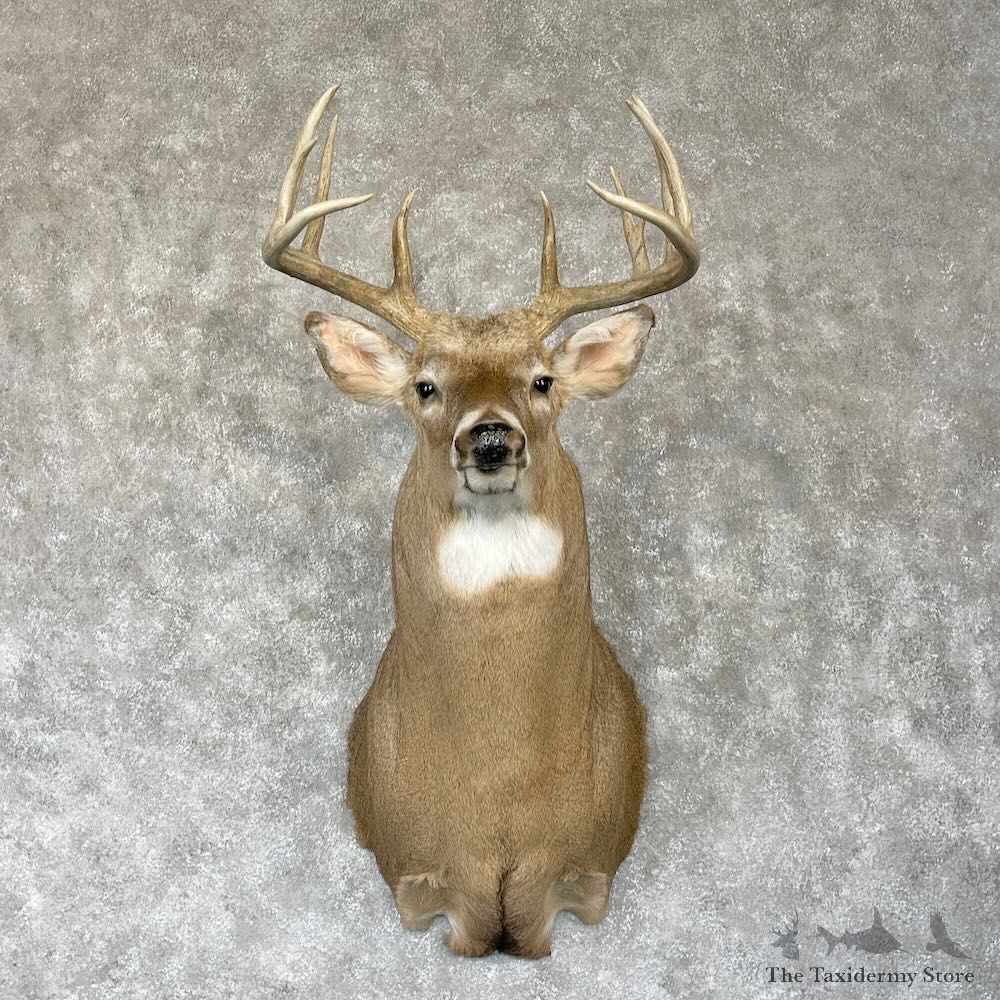 Whitetail Deer Shoulder Mount For Sale #28160 @ The Taxidermy Store