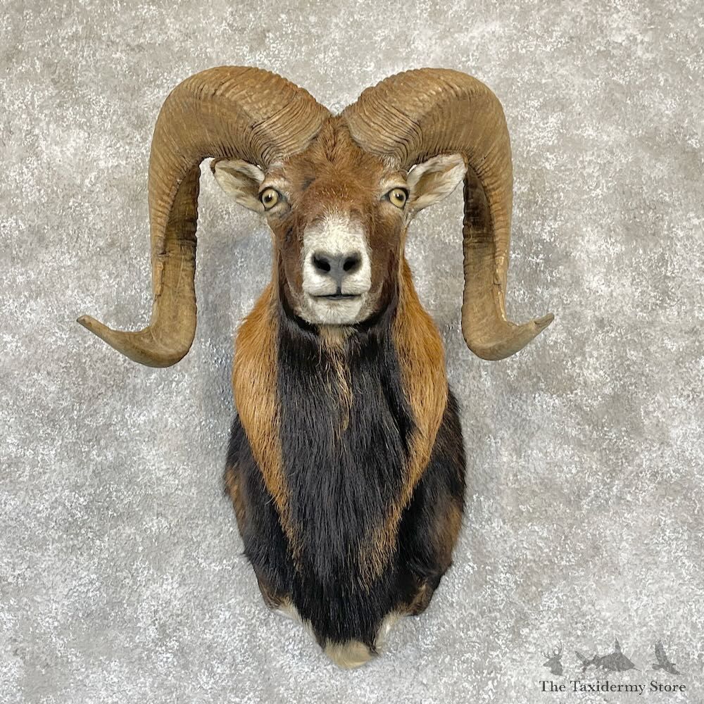 Corsican Ram Shoulder Mount For Sale #28172 @ The Taxidermy Store