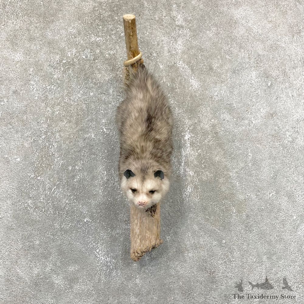 Wall Hanging Opossum Mount For Sale #24282 @ The Taxidermy Store