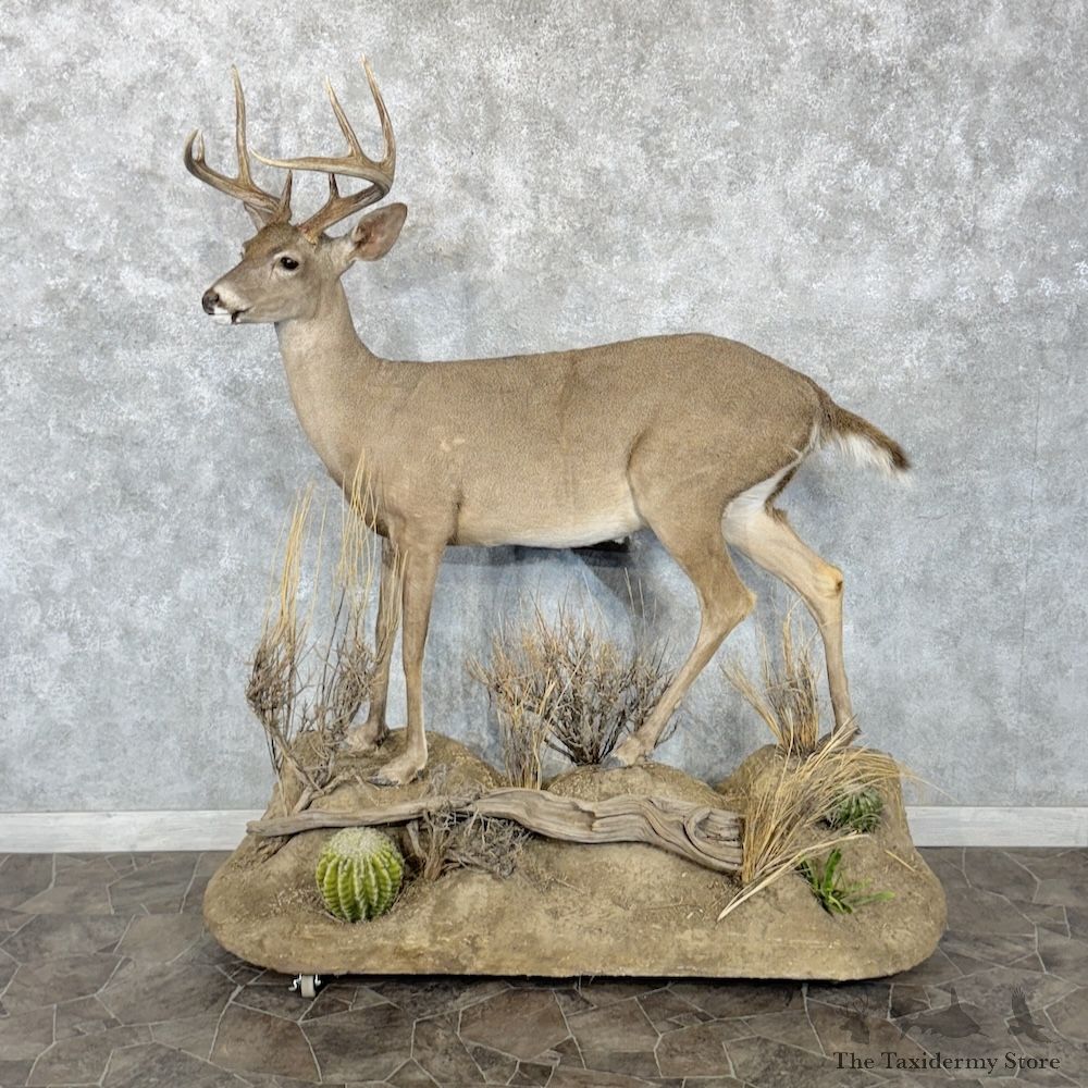 Coues Deer Life-Size Mount For Sale #30288 @ The Taxidermy Store